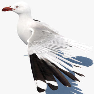 Realistic Seagull 3D Model for Download Thumbnail