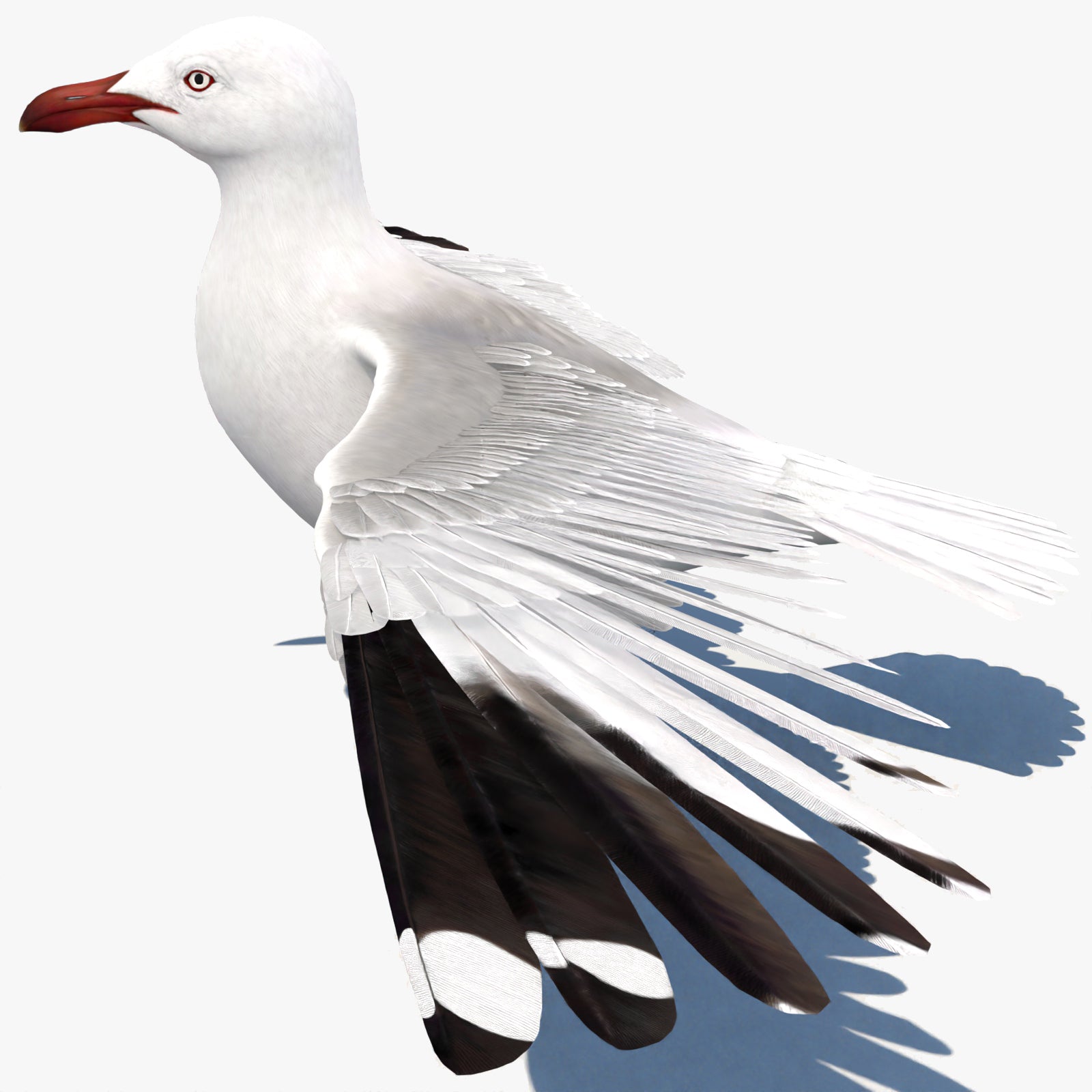 Realistic Seagull 3D Model for Download