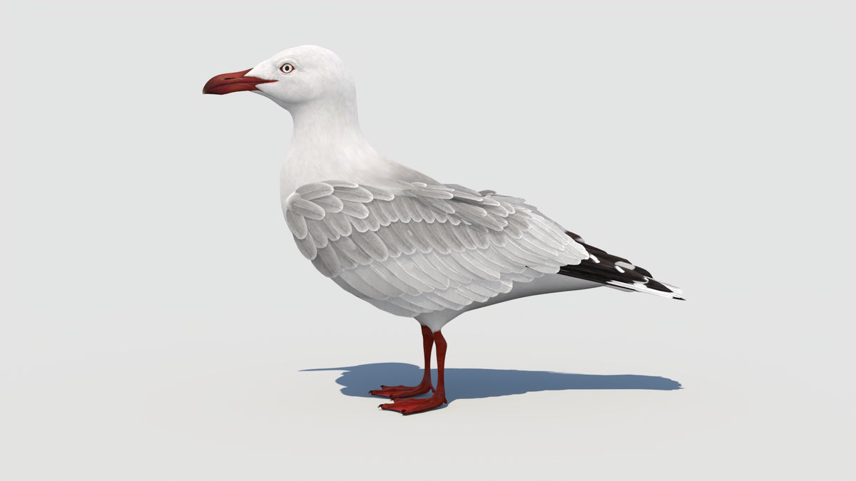 Rigged Seagull 3D Model - 360 Degree View