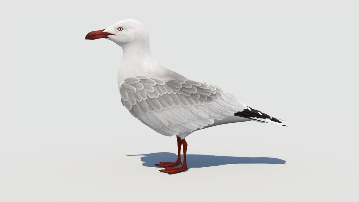 Animated Seagull 3D Model - Real Time and VFX Ready - 360 Degree View