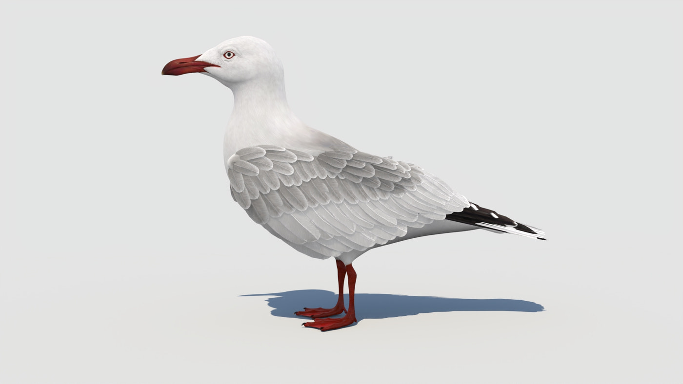 Animated Seagull 3D Model - 360 Degree View