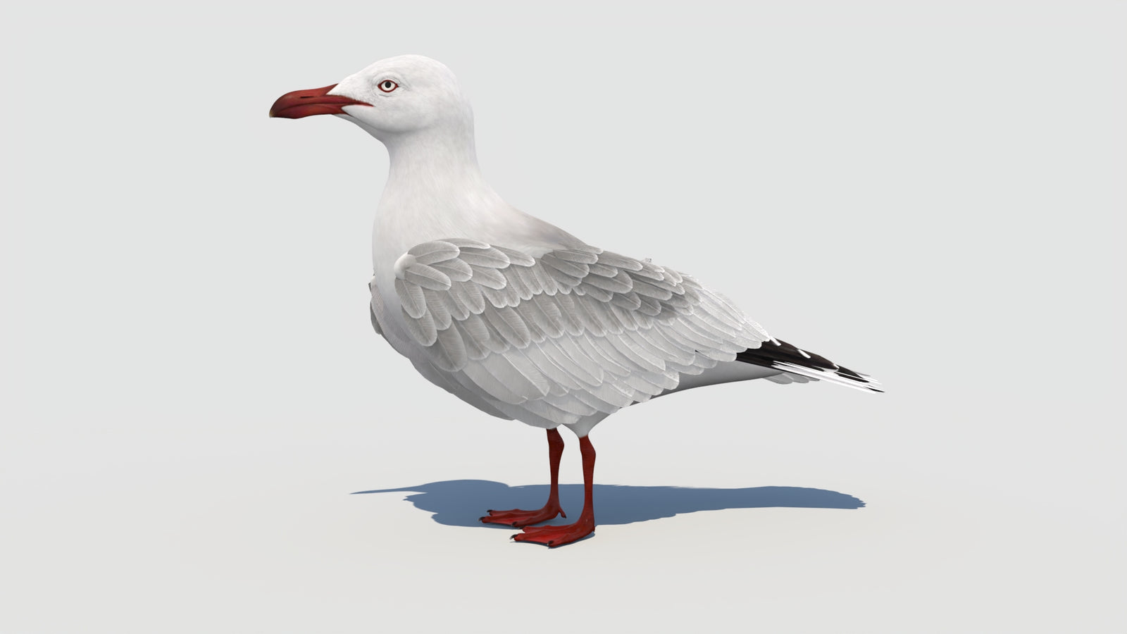 Animated Seagull 3D Model 360° view 1 frame 2