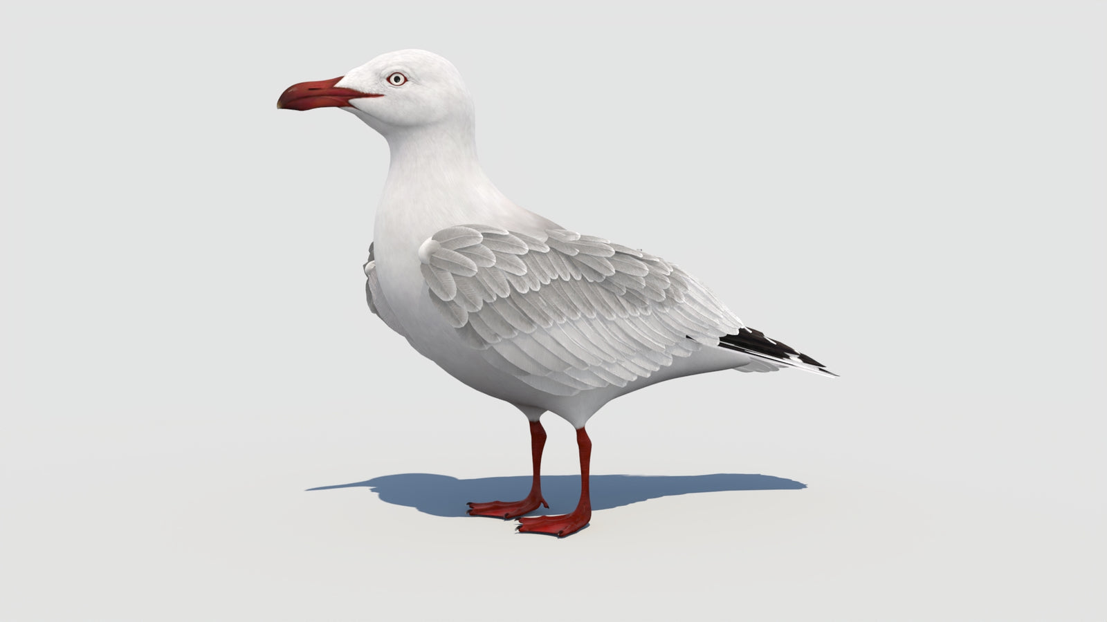 Rigged Seagull 3D Model 360° view 1 frame 3