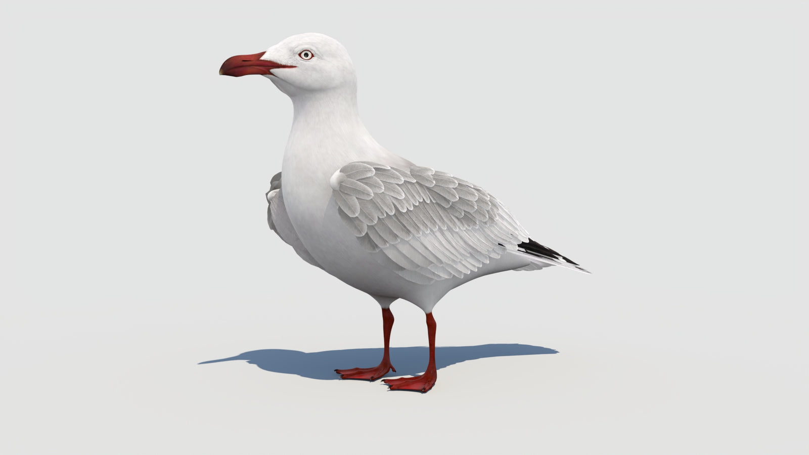 Rigged Seagull 3D Model 360° view 1 frame 4