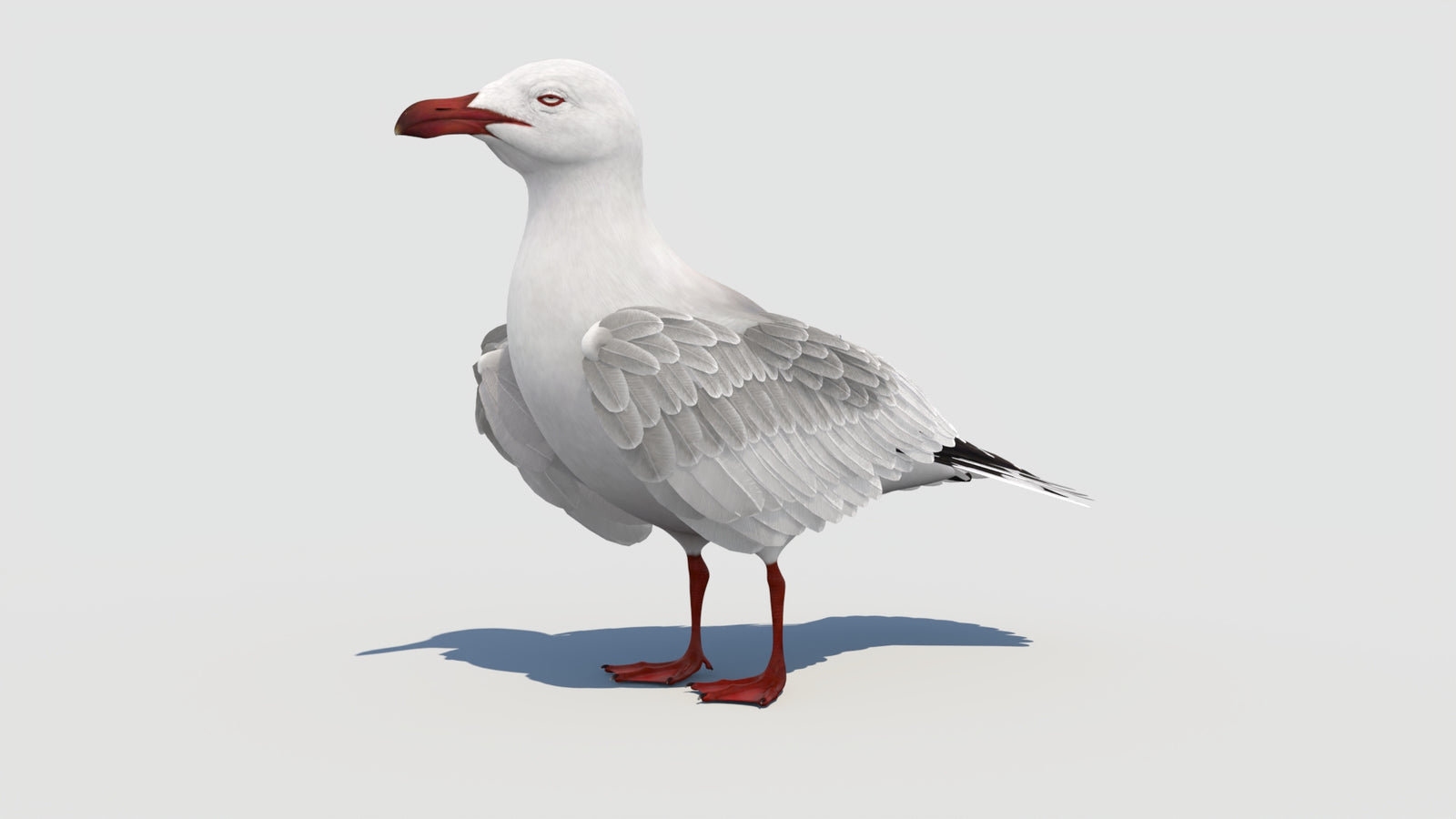 Animated Seagull 3D Model 360° view 1 frame 4