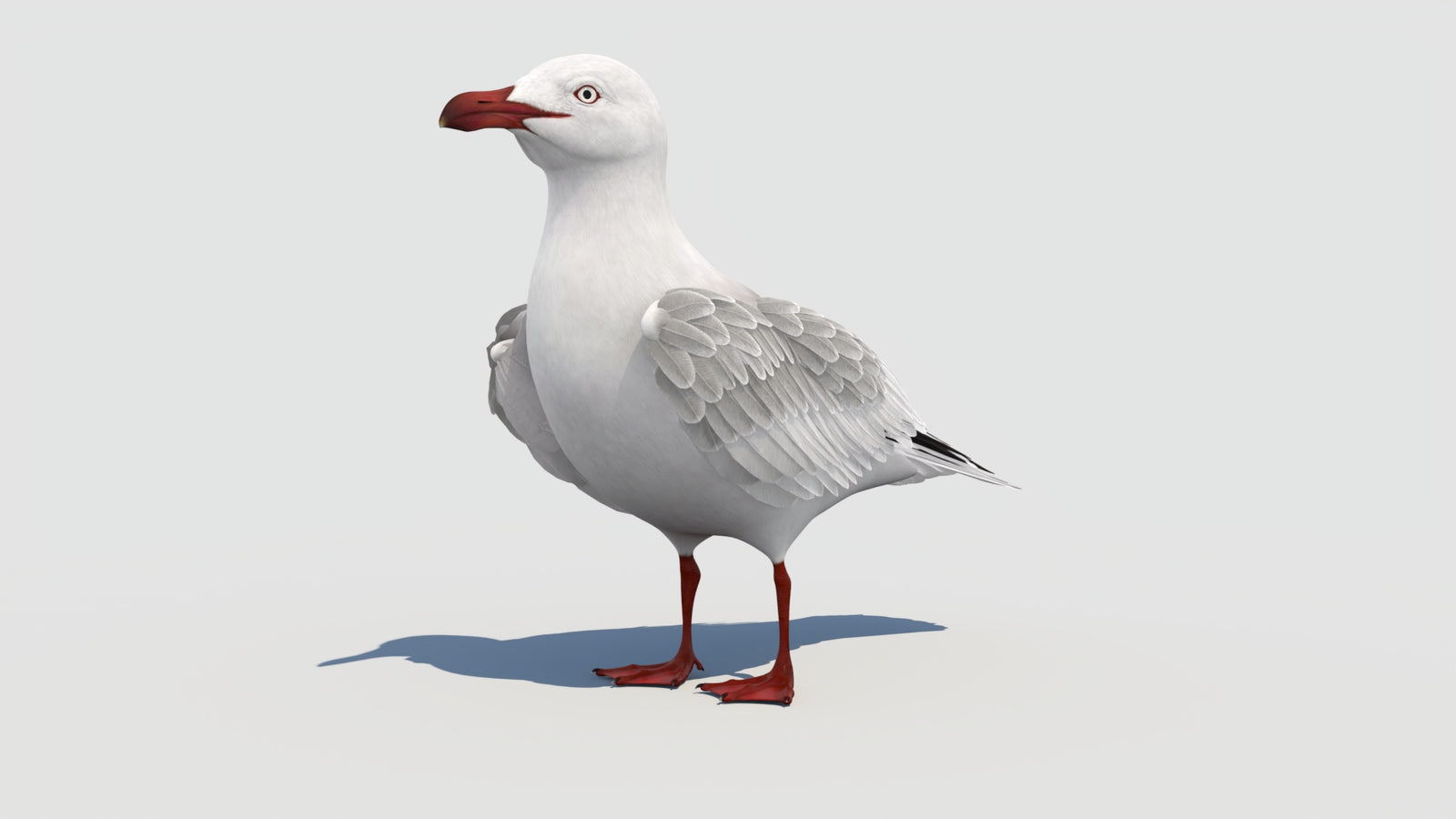 Rigged Seagull 3D Model 360° view 1 frame 5
