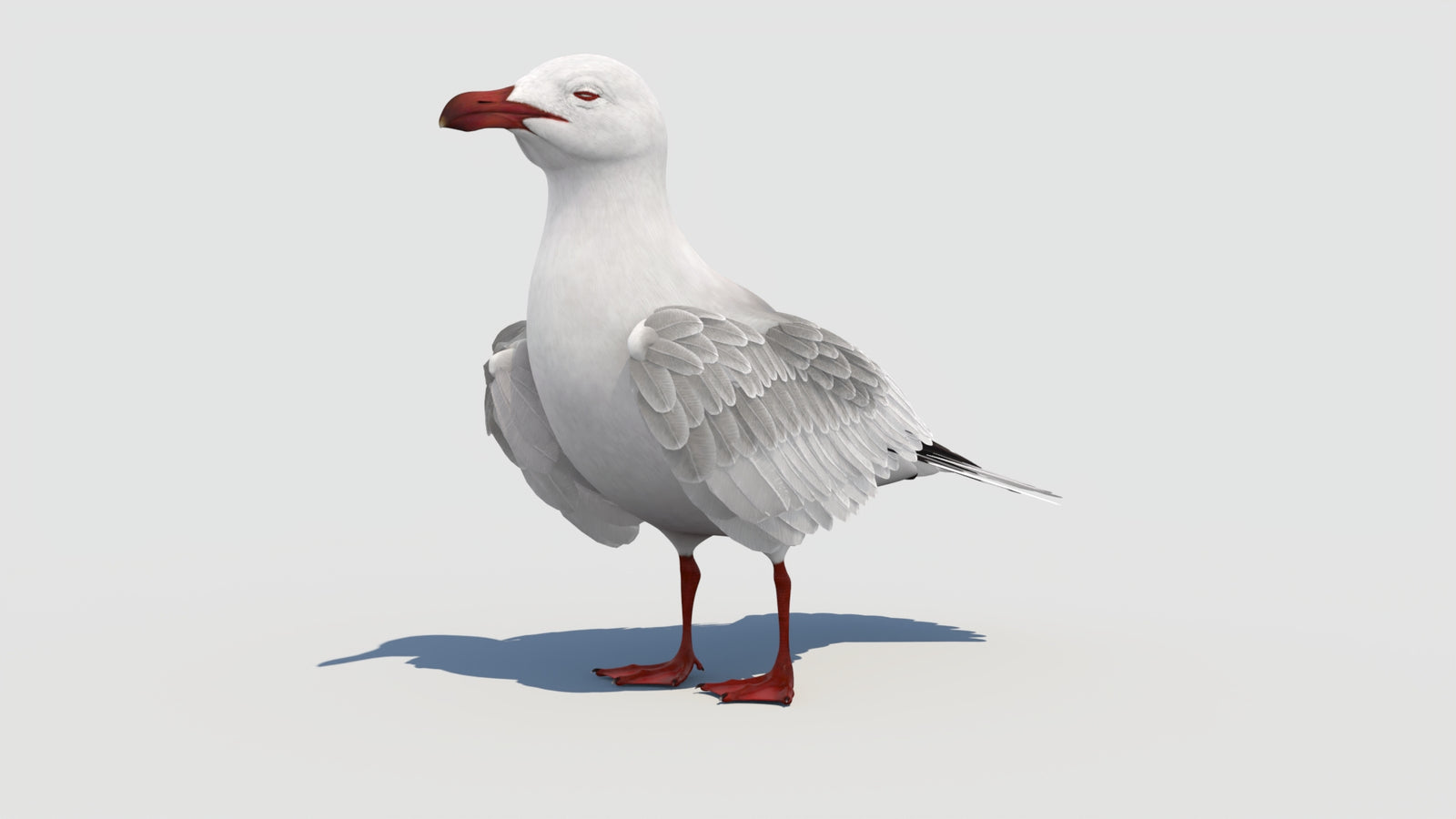 Animated Seagull 3D Model 360° view 1 frame 5