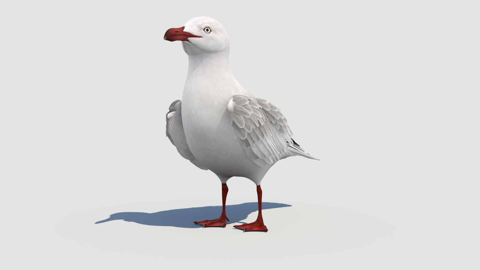 Rigged Seagull 3D Model 360° view 1 frame 6
