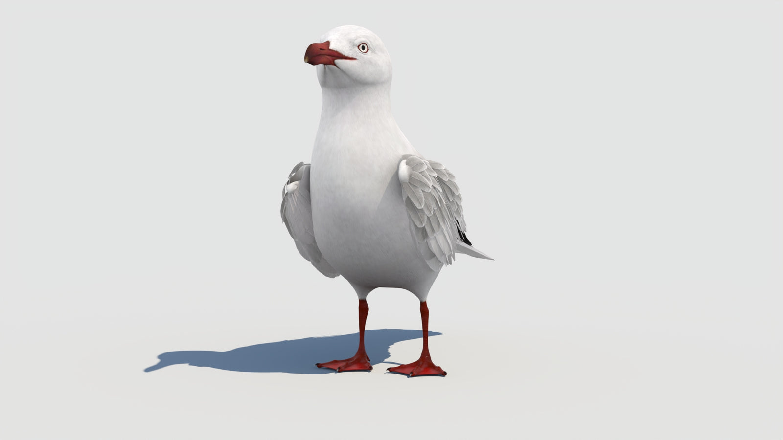 Rigged Seagull 3D Model 360° view 1 frame 7