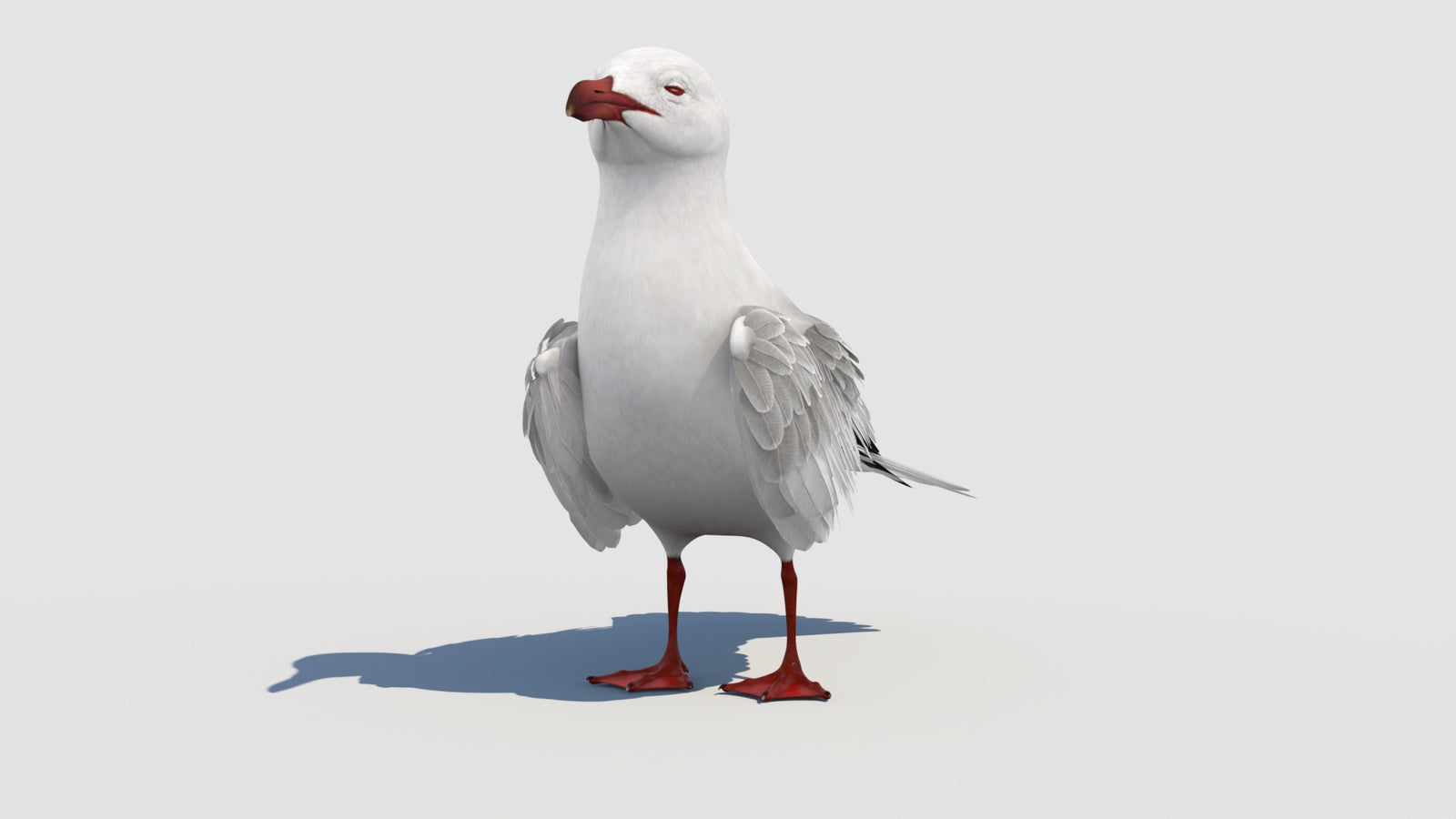 Animated Seagull 3D Model 360° view 1 frame 7