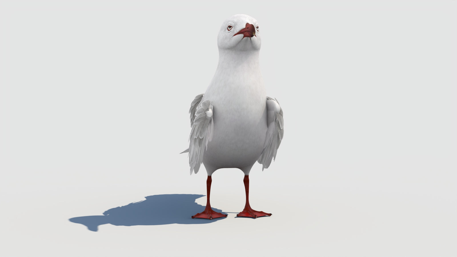 Animated Seagull 3D Model 360° view 1 frame 10
