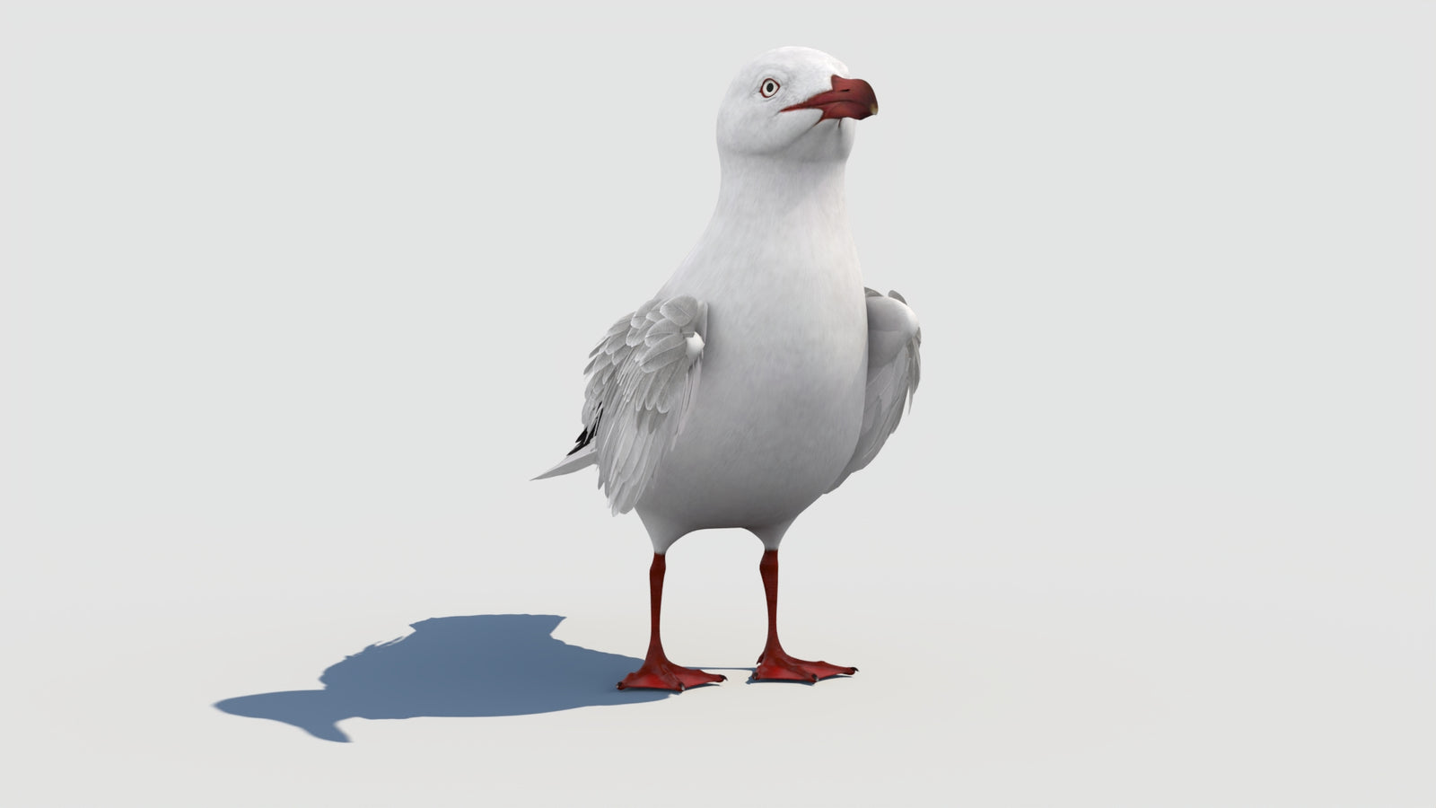 Rigged Seagull 3D Model 360° view 1 frame 11