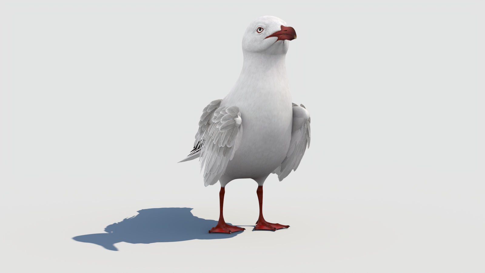 Animated Seagull 3D Model 360° view 1 frame 11