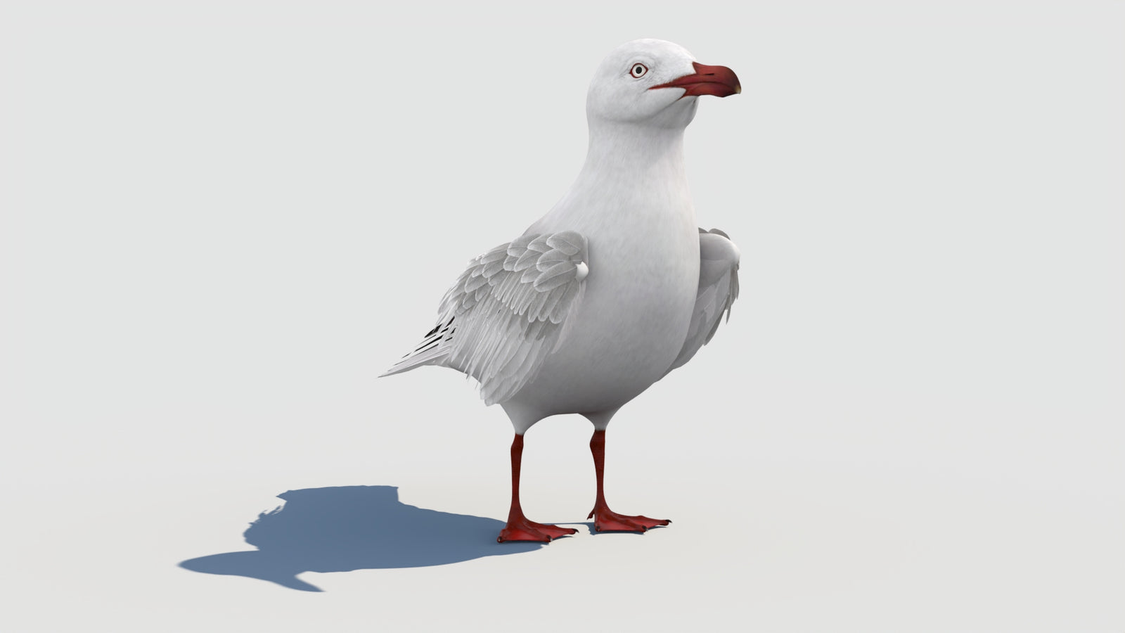 Rigged Seagull 3D Model 360° view 1 frame 12