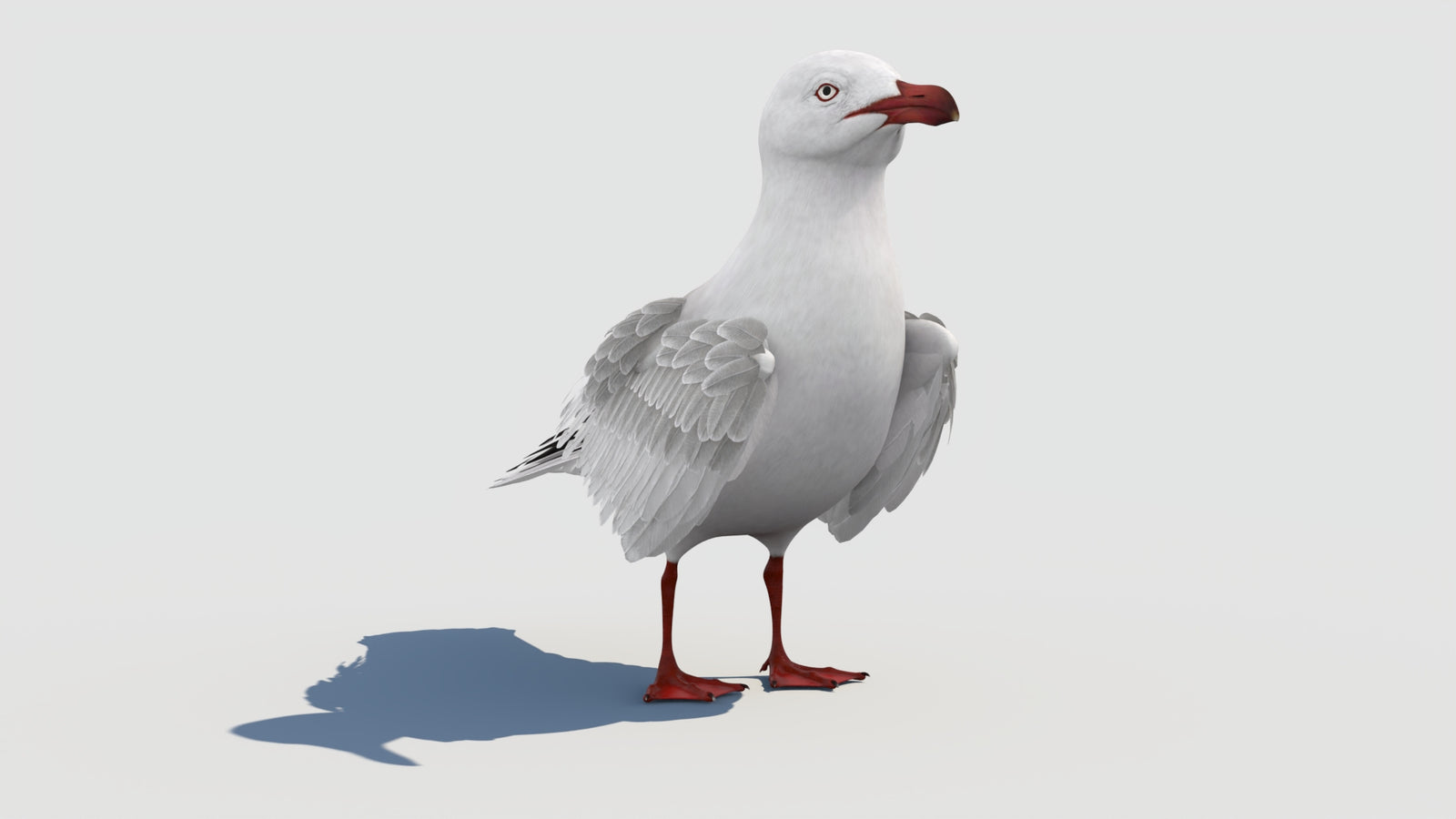 Animated Seagull 3D Model 360° view 1 frame 12