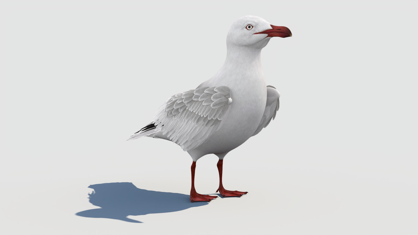 Rigged Seagull 3D Model 360° view 1 frame 13