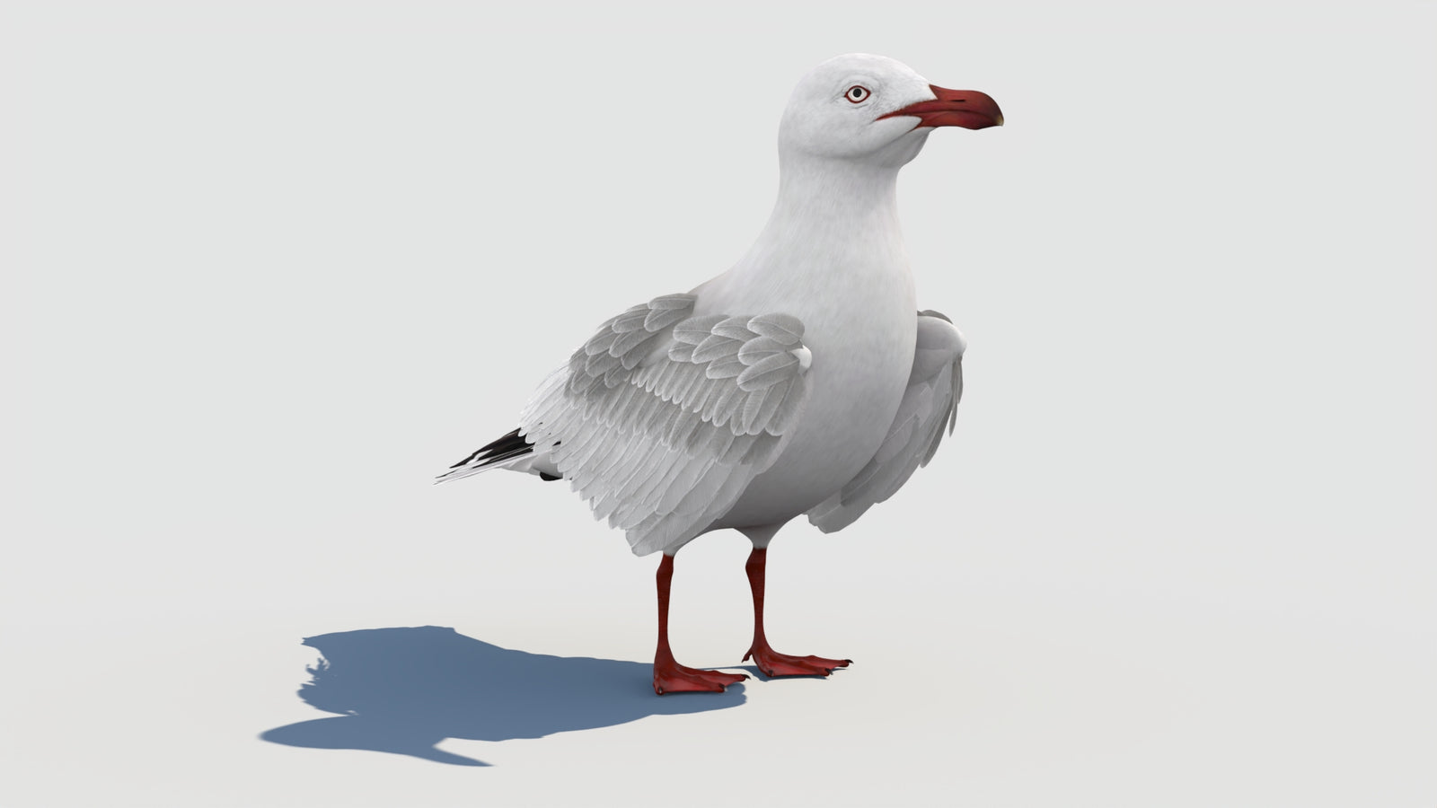 Animated Seagull 3D Model 360° view 1 frame 13
