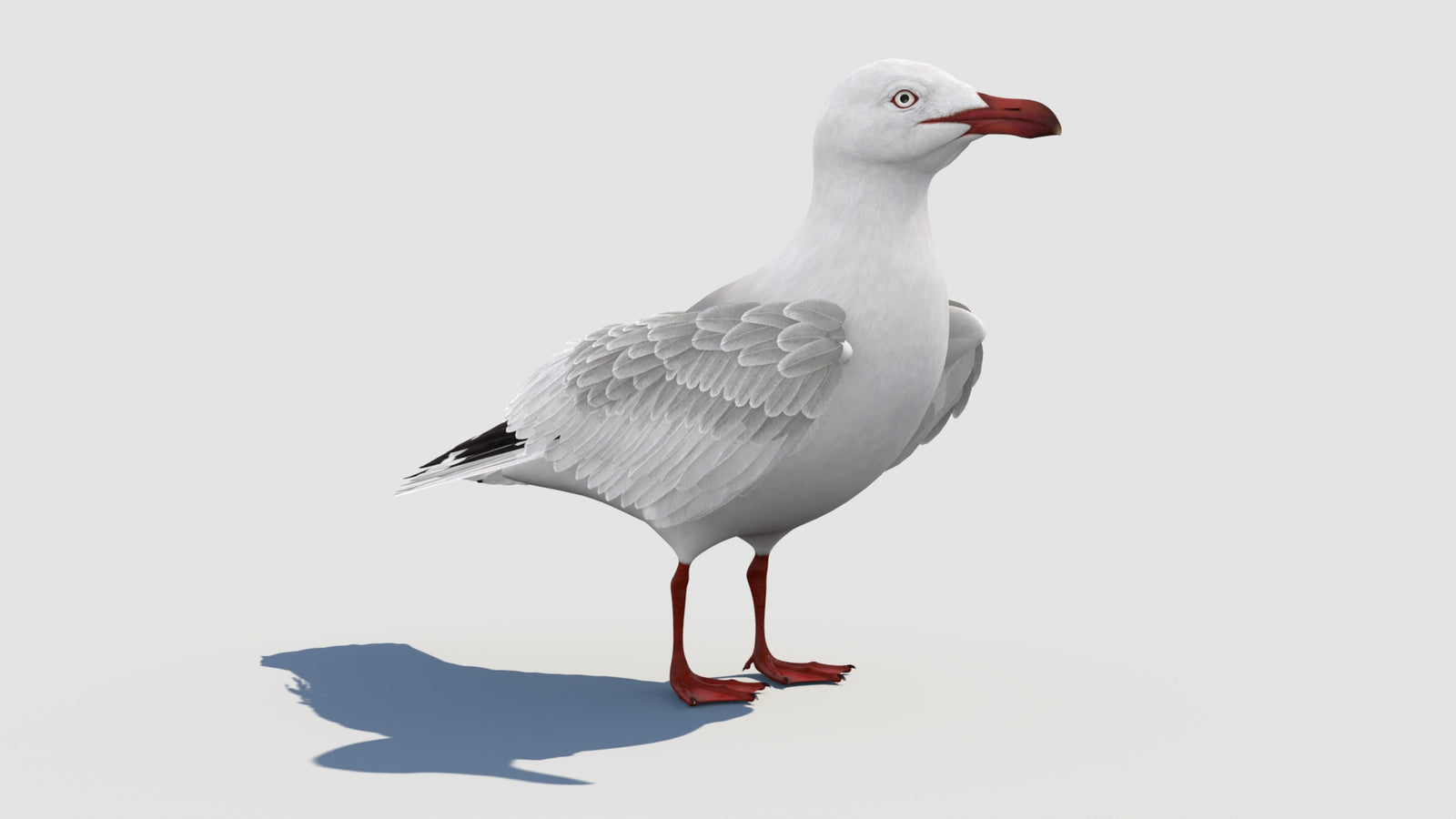 Rigged Seagull 3D Model 360° view 1 frame 14