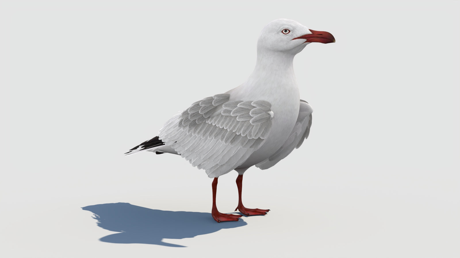Animated Seagull 3D Model 360° view 1 frame 14