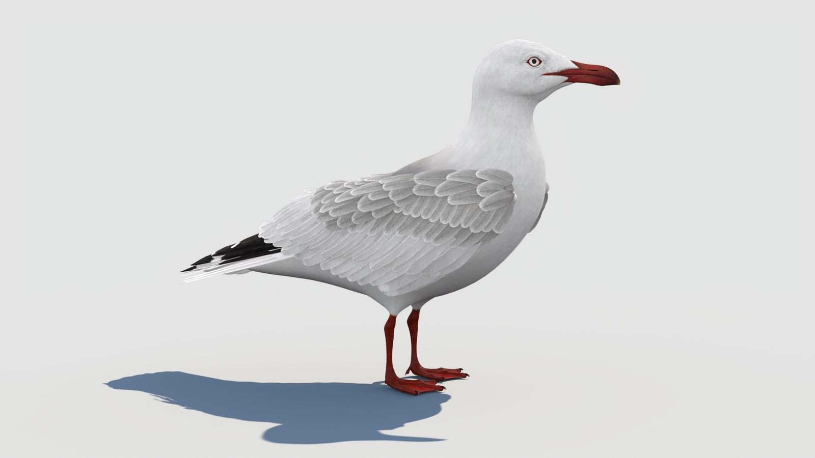 Rigged Seagull 3D Model 360° view 1 frame 16