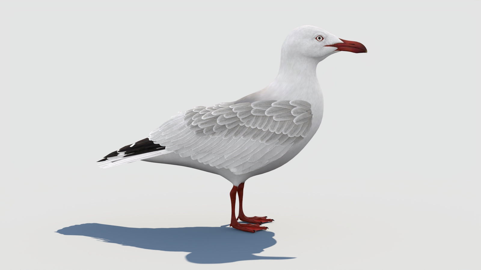 Rigged Seagull 3D Model 360° view 1 frame 17