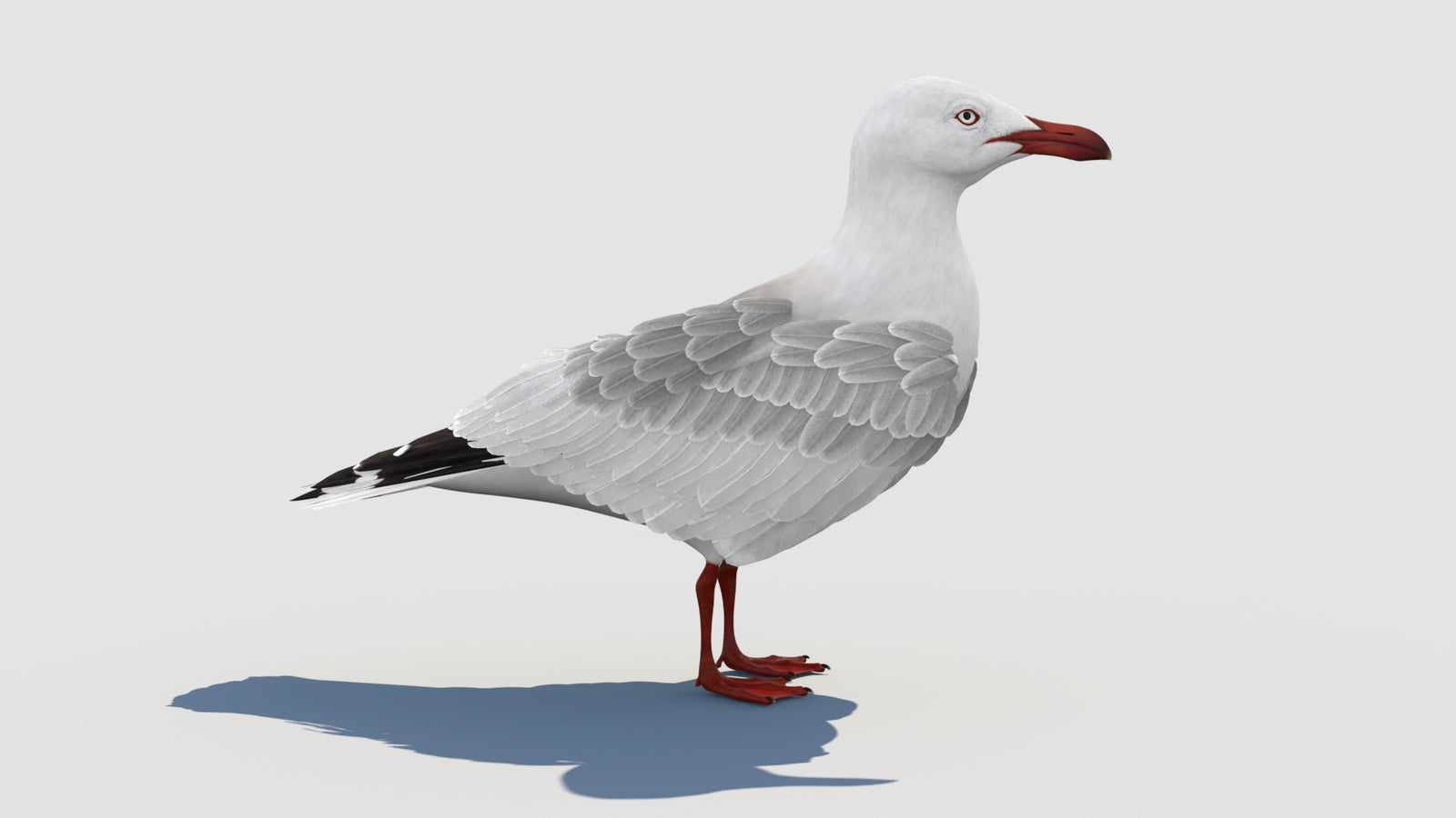 Animated Seagull 3D Model 360° view 1 frame 17
