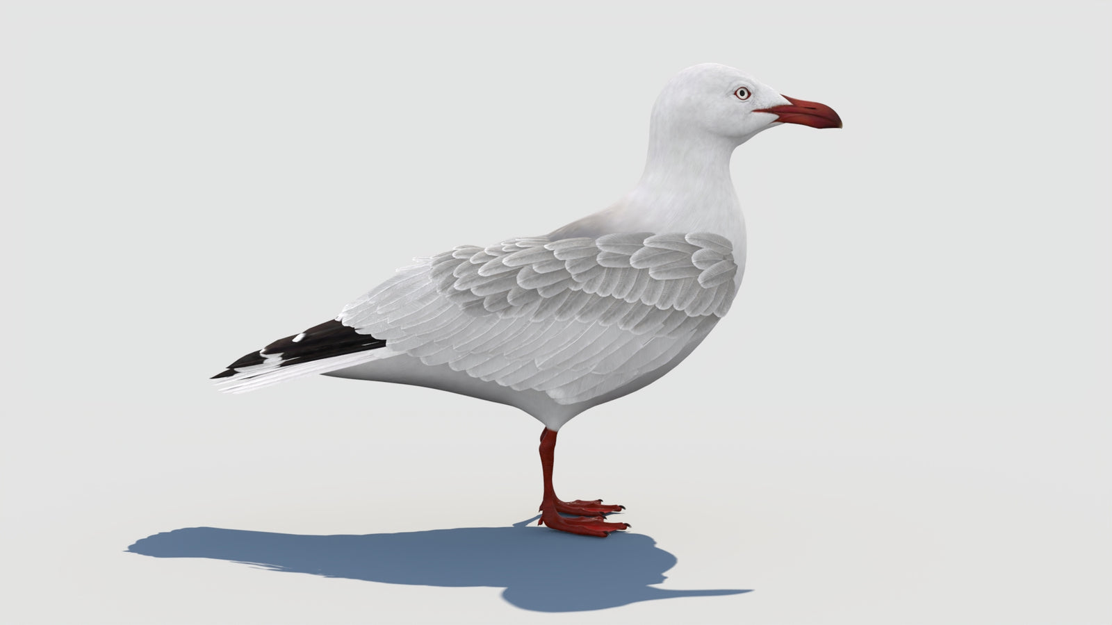 Rigged Seagull 3D Model 360° view 1 frame 18