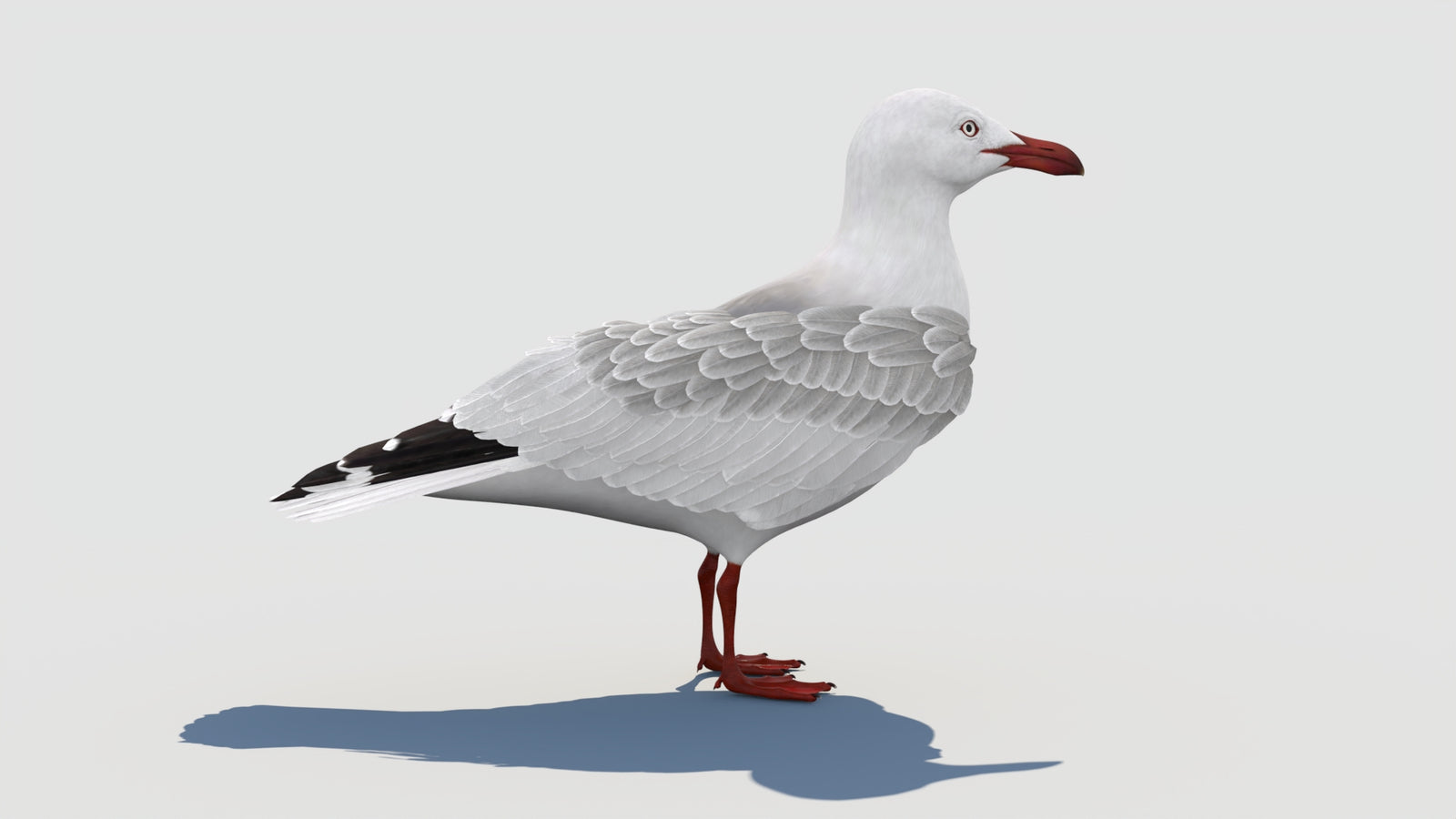 Rigged Seagull 3D Model 360° view 1 frame 19