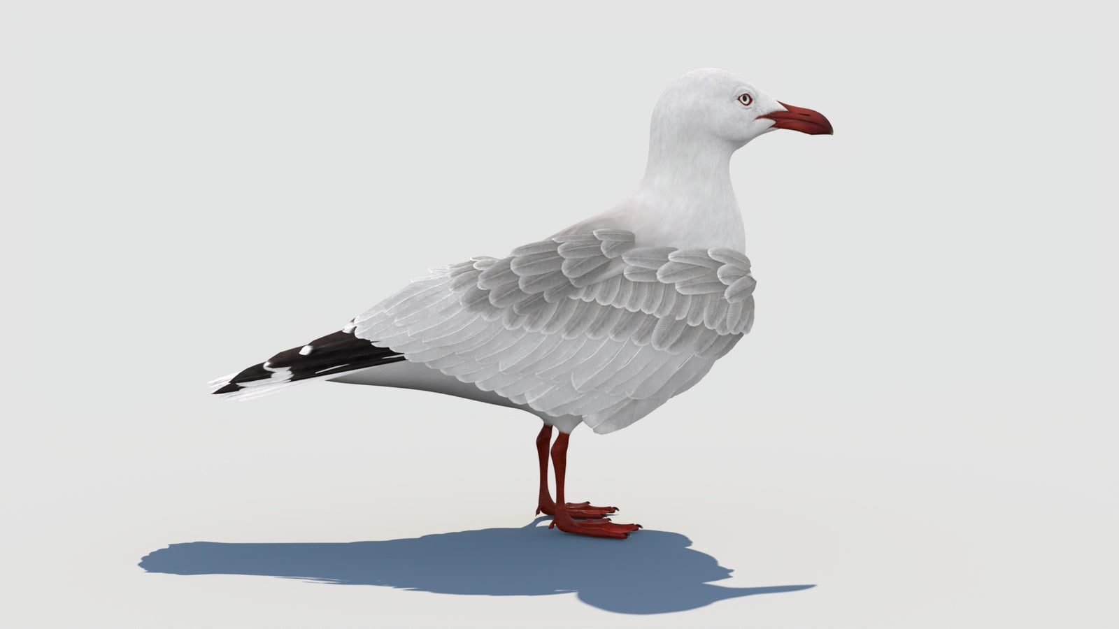 Animated Seagull 3D Model 360° view 1 frame 19