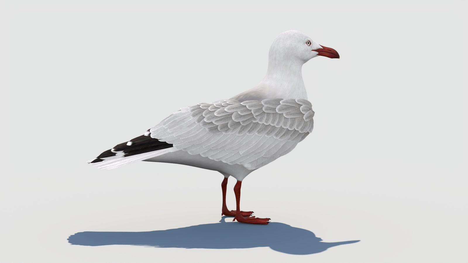 Rigged Seagull 3D Model 360° view 1 frame 20