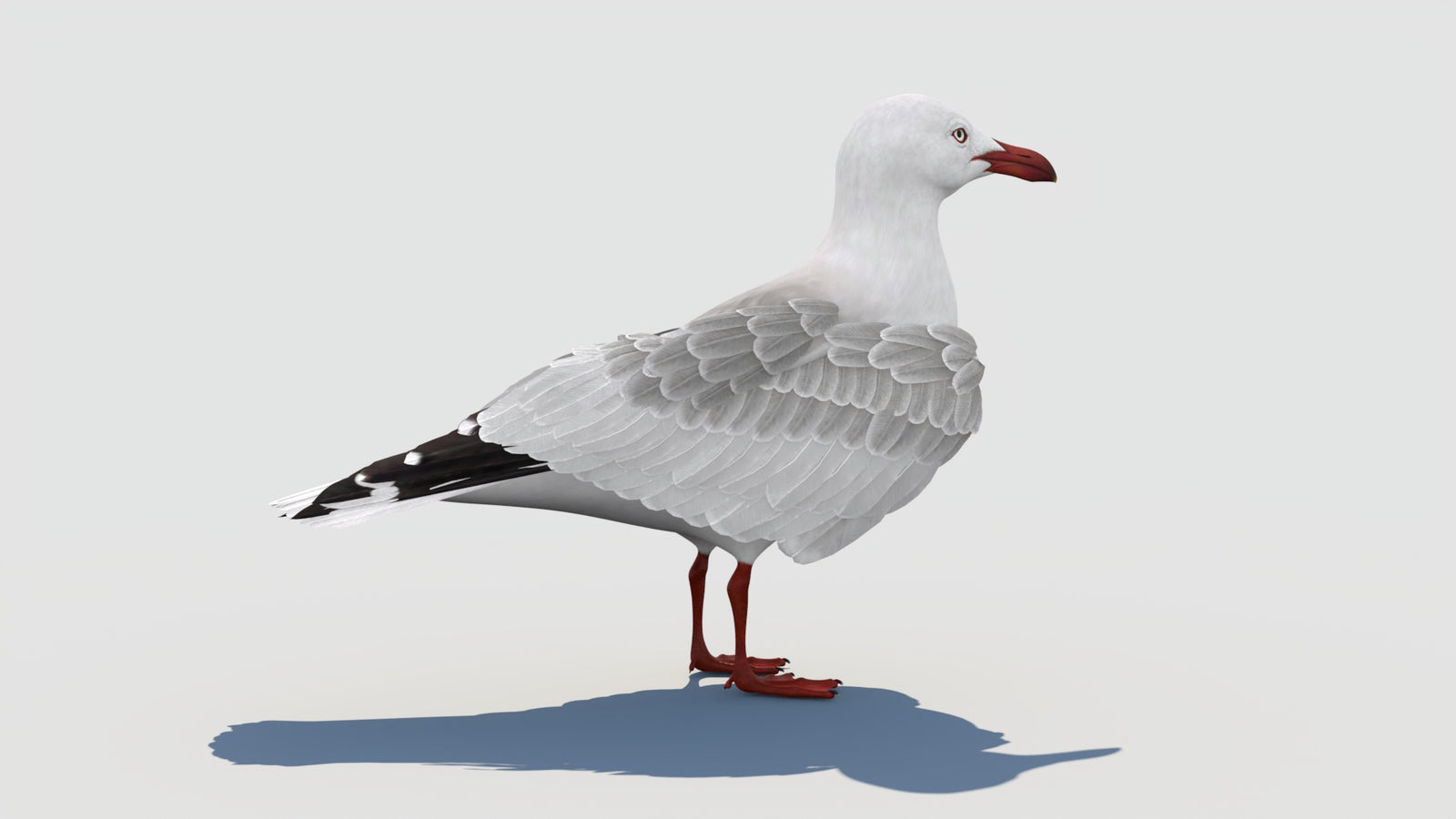 Animated Seagull 3D Model 360° view 1 frame 20