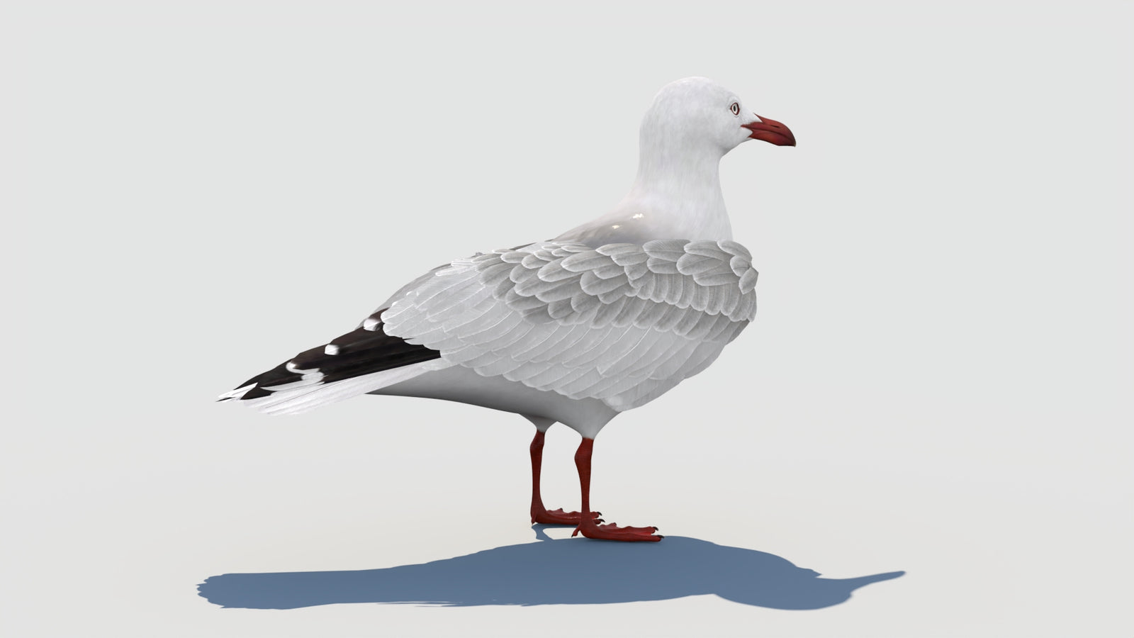 Rigged Seagull 3D Model 360° view 1 frame 21