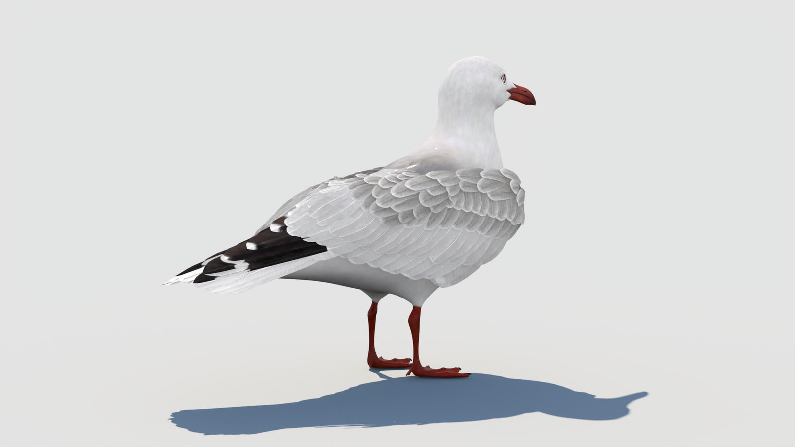 Rigged Seagull 3D Model 360° view 1 frame 22