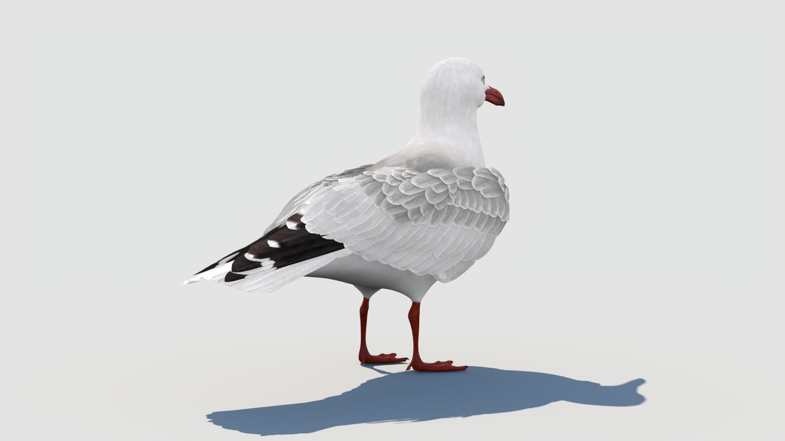 Rigged Seagull 3D Model 360° view 1 frame 23