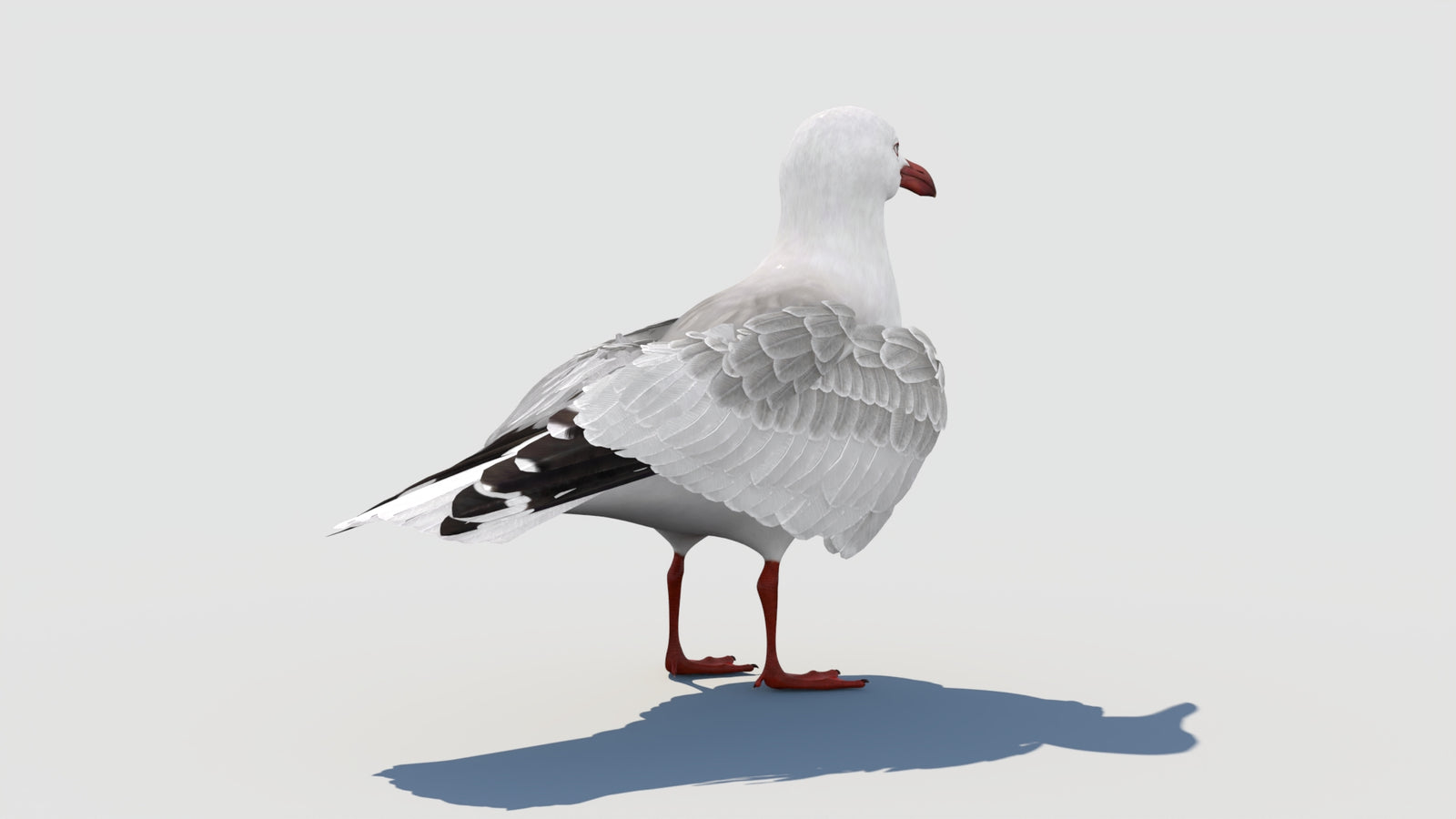 Animated Seagull 3D Model 360° view 1 frame 23