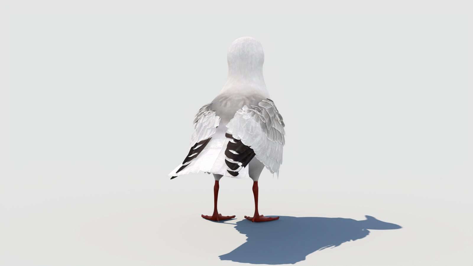 Animated Seagull 3D Model 360° view 1 frame 26