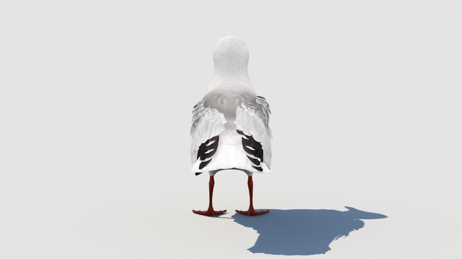 Animated Seagull 3D Model 360° view 1 frame 27