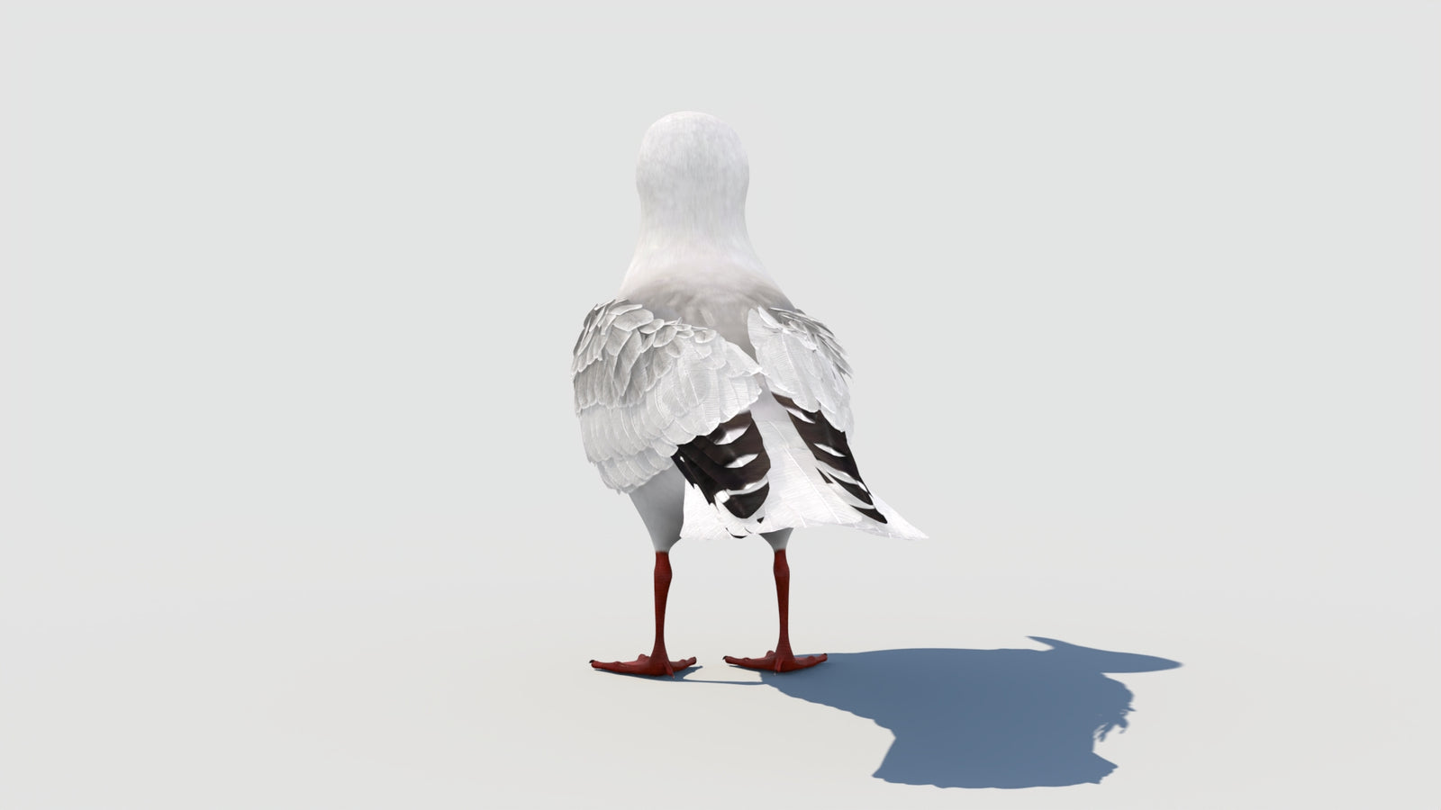 Rigged Seagull 3D Model 360° view 1 frame 28