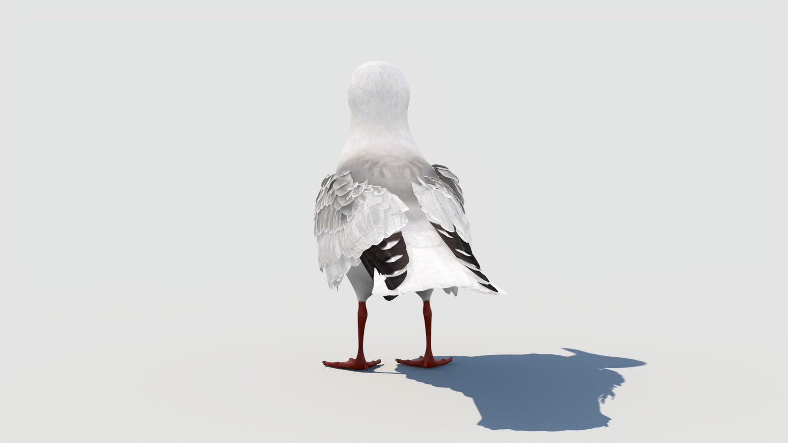 Animated Seagull 3D Model 360° view 1 frame 28