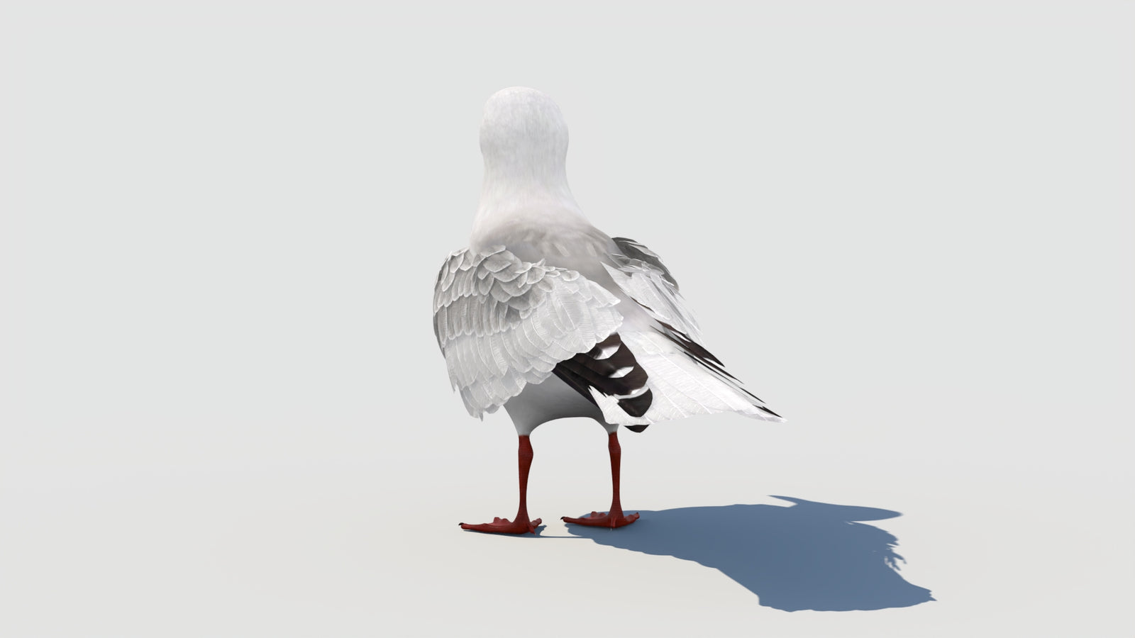 Animated Seagull 3D Model 360° view 1 frame 29