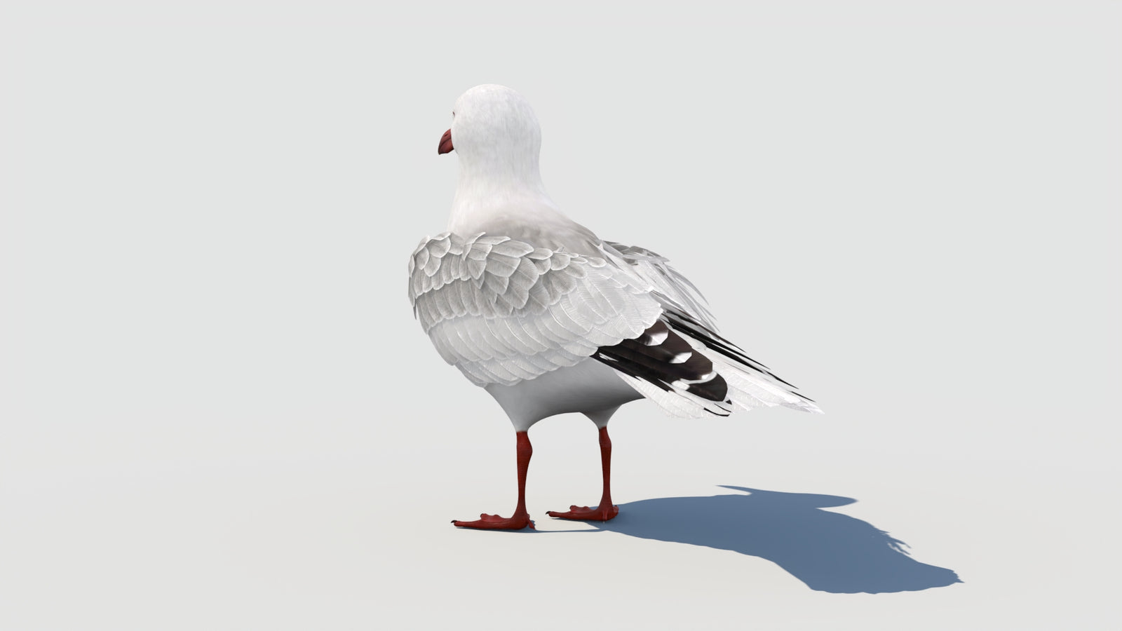 Rigged Seagull 3D Model 360° view 1 frame 30