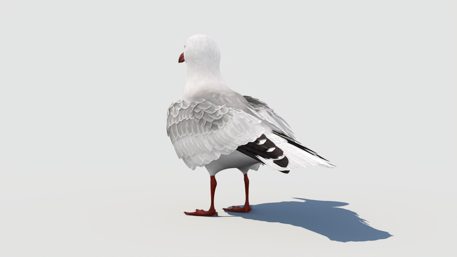 Animated Seagull 3D Model 360° view 1 frame 30