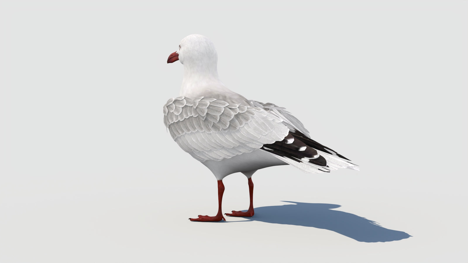 Rigged Seagull 3D Model 360° view 1 frame 31