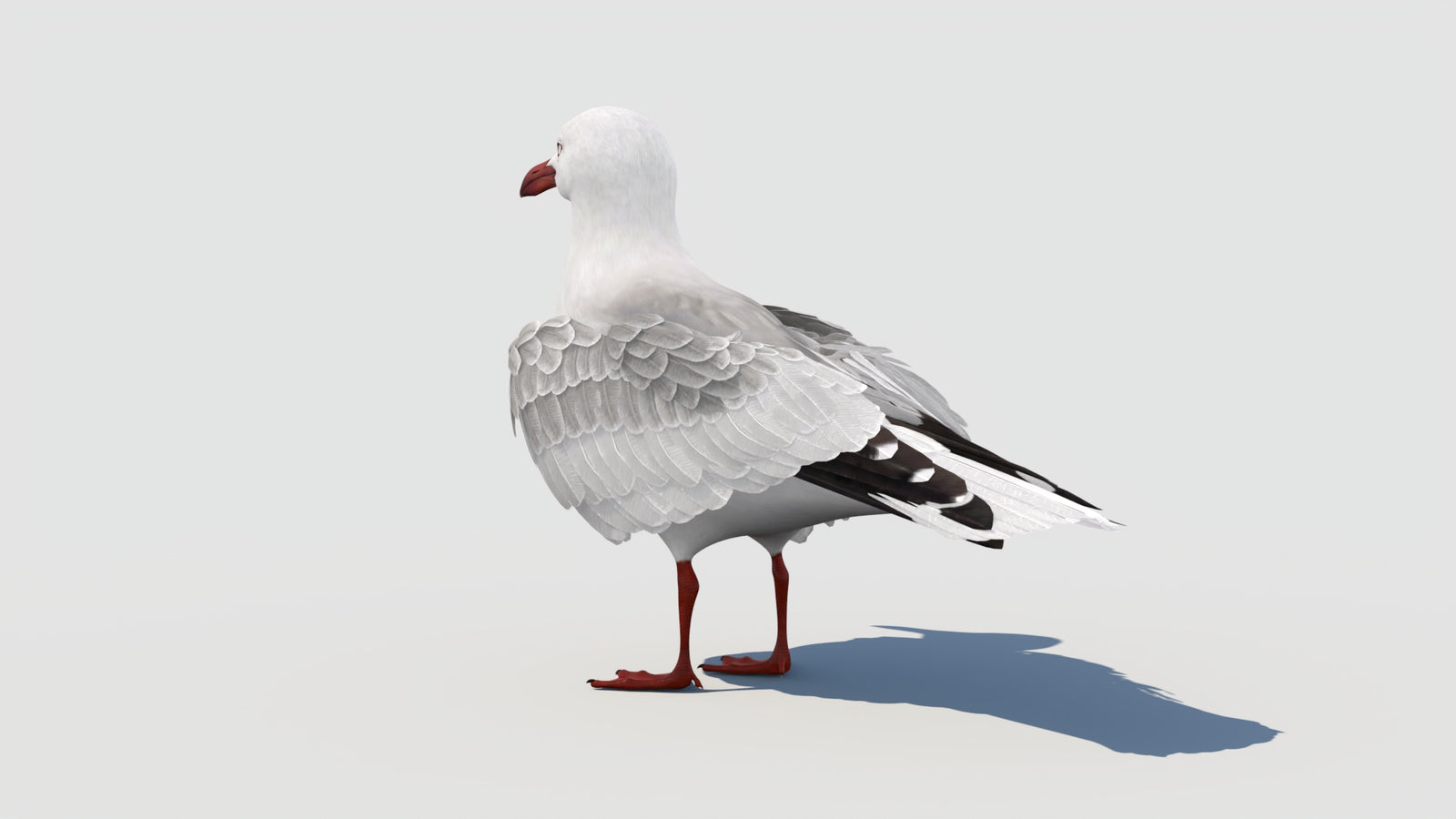 Animated Seagull 3D Model 360° view 1 frame 31