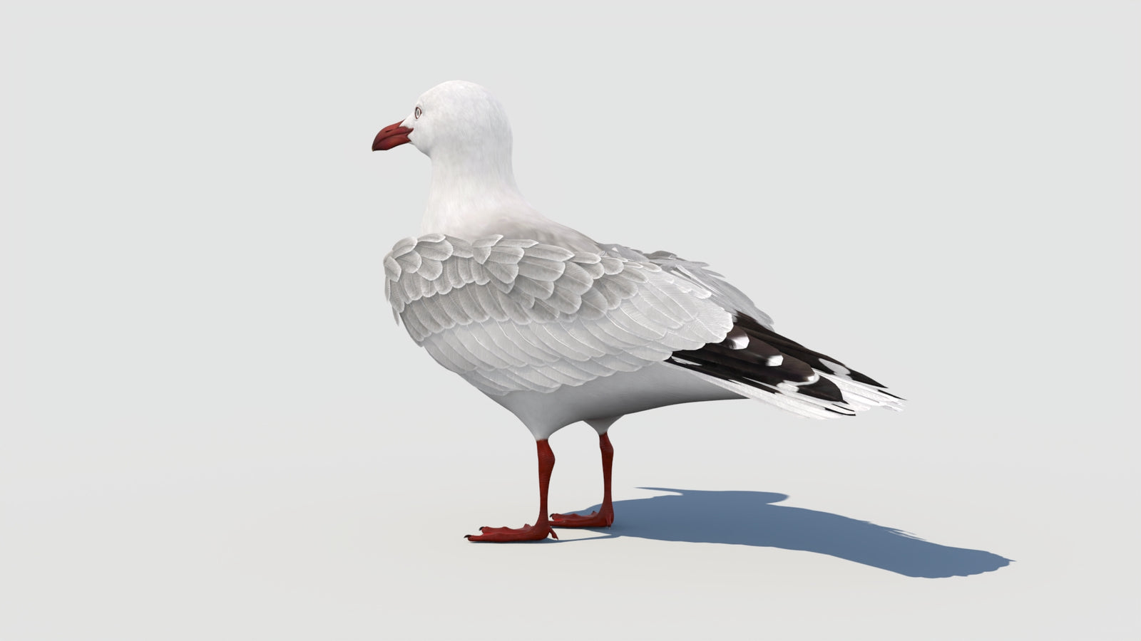 Rigged Seagull 3D Model 360° view 1 frame 32