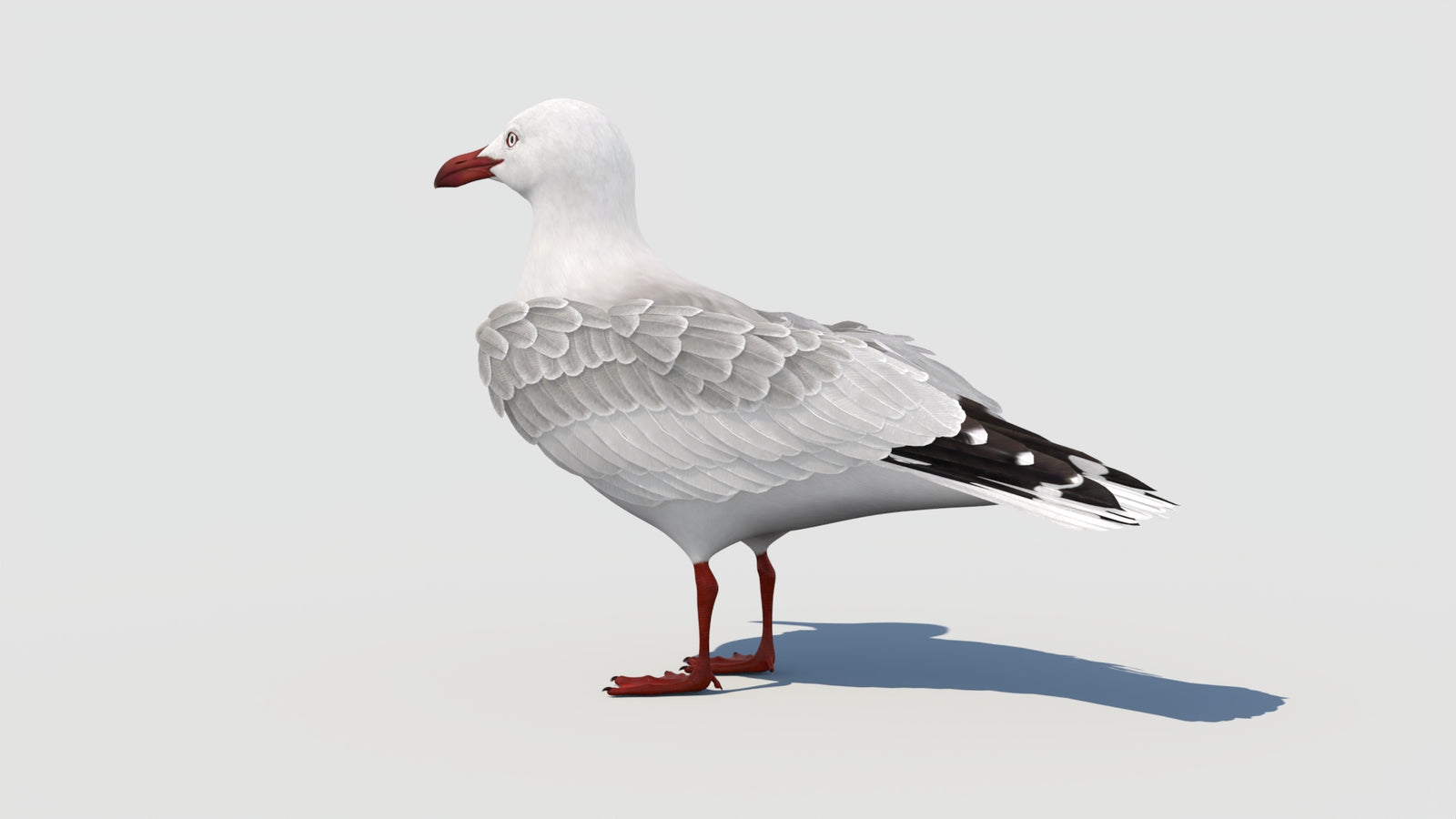 Rigged Seagull 3D Model 360° view 1 frame 33
