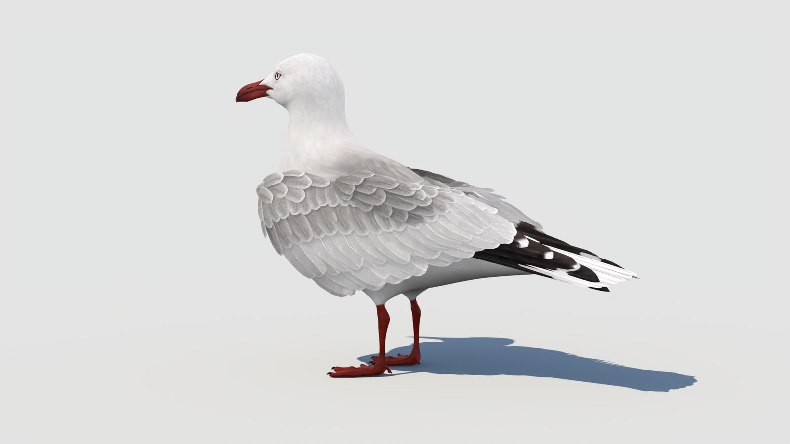 Animated Seagull 3D Model 360° view 1 frame 33