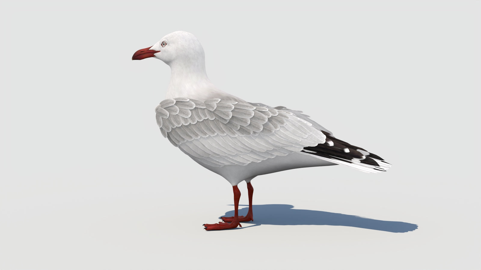 Rigged Seagull 3D Model 360° view 1 frame 34