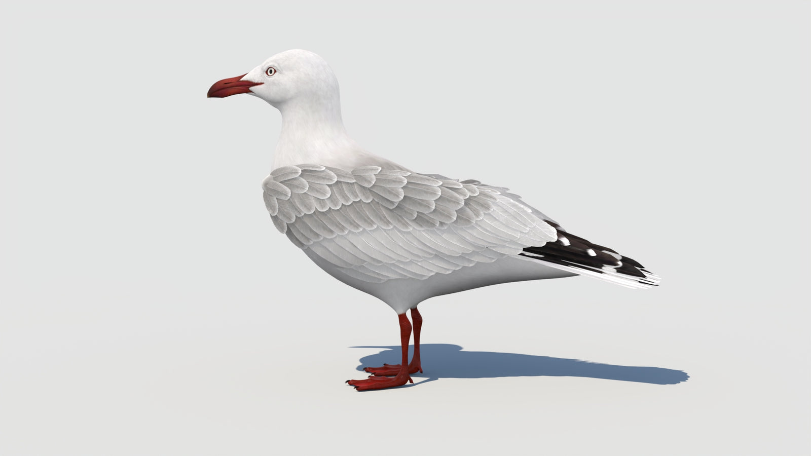 Rigged Seagull 3D Model 360° view 1 frame 35