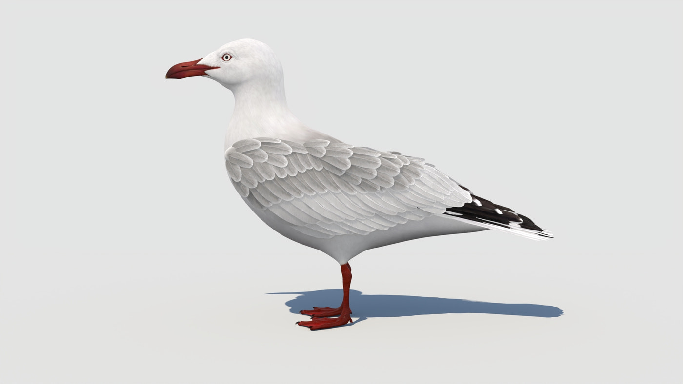 Rigged Seagull 3D Model - 360 Degree View